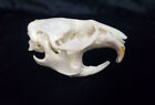 Real Muskrat Skull - Ondatra Zibethicus - Generic Listing - American Sourced
