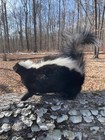 New  Taxidermy Very  Nice  Free-standing Lifesize Stripped Skunk Mount   1