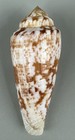 Conus Kinoshitai 68 8mm Near Gem Large Philippines Shell With Operculum W data