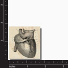 Wood Rubber Stamp  Heart Diagram  Heart  Media  Human Heart  Dictionary  Science
