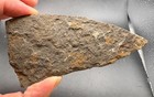 Fossil Starfish On Matrix - Martinsburg Fm  Pennsylvania Ordovician