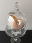 Pearlized Iridescent Nautilus Shell 6 5  Seashell In Heavy Glass Pedestal Cloche