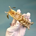 Shrimp Specimen Faughnia Haani  Museum-quality Taxidermy   Display Box