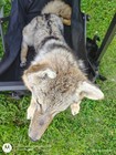 Coyote Soft Mount  Taxidermy  Pelt  Hide  Animal  Fur  Oddity  Curiosity 