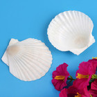Natural Scallop Shells 20pcs 3 Inch Large White Seashells For Crafts Diy Decor