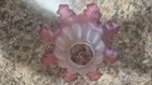 Antique Cranberry Ribbed Ruffled Glass Oil Lamp Shade 6 3 4  Bell  3 3 4  Tall
