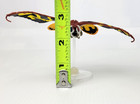 Mothra 2003 Gashapon 5  Wingspan Mini Figure Bandai Godzilla Hg Series 10