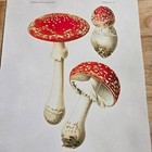 Botanical Jean Jacques Paulet Mushroom Art Botanical Drawing Print 14 X 11 In