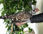 6 Spangled Asil Oriental Gamefowl Hatching Eggs