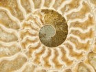 Big  Cut And Polished Aaa Cleoniceras Ammonite Fossil From Madagascar 256gr