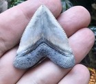 Bone Valley Hubbell Megalodon Shark Tooth Fossil