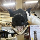 Boar Pig Head Taxidermy  1207