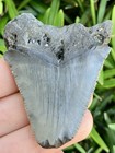 Natural Beautiful 2 23    Megalodon Tooth Fossil Shark Teeth