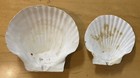Giant Pacific Scallop Shell Lot Of 2    patinopecten Caurinus    110-160mm 4 5-6 5   