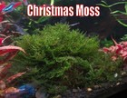 Christmas Moss Vesicularia Dubyana Plant Betta Live Aquatic Plant Freshwater