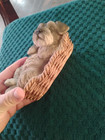 Realistic Miniature Schnauzer Puppy Sleeping In Wicker Basket Figurine 7 long