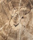 Beautiful Polished Texas Petrified Wood W  Termite bug Frass