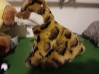 Webkinz Signature Bengal Cat New With Sealed Code