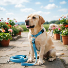 3pcs Adjustable Dog Car Seat Belt Pet Safety Harness Strap For Vehicle Travel