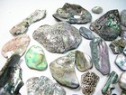 50 Customized Nor California Surf Polished Abalone Pieces For Jewelry Making