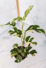 Variegated Rhaphidophora Tetrasperma Rooted Plants And Cuttings Albo Mini Monst