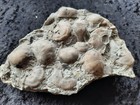 Fossil Brachiopods Mortality Plate 5 1 2 Inches Highrelief Indiana Liberty Shale