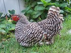 Professional Taxidermy Barred Rock Sitting Hen