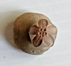Pentremites Blastoid Fossil  Mississippian