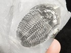 Big  509 Million Year Old  Elrathia Trilobite Fossil From Cambrian Utah 288gr  b