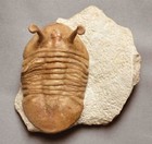 Asaphus Kowalewskii Trilobite Russian Long Eyes 17 Mm
