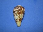 Conus Mercator Linnaeus  1758  a Classic Collectible     30 9mm 