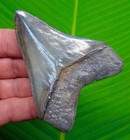 3 72     Megalodon Shark Tooth  Real Fossil -  No Restorations - Georgia  Usa 