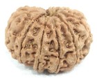 12 Mukhi Rudraksha - Collector Size Nepal Origin Bead - 26 01 Mm - Igl Certified