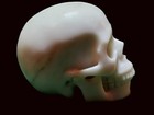 5 0  Howlite Hand Carved Crystal Skull  Realistic  Crystal Healing S219
