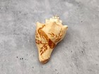 Carved Conch Seashell Carved Peacocks 1 Shell Approx  3  Inches 