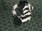 Puffkins   Zack   Zebra   Dob 11 26 97   New   Rare   Swibco