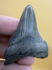 Megalodon Ancestor Angustidens Shark Tooth Fossil 2 44    South Carolina