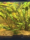 2 Pack - Cryptocoryne Usteriana 7     Live Aquarium Plant Grown Under Water Az Usa
