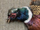 Rooster Ringneck Pheasant Full Skin 2 Wings Tail Feathers Wall Art 2nd Quality