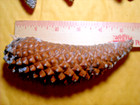 Assorted Scolor Lot Of 5 Knob Cone Knobcone Pine Cones All Approx 5-1 2   Long