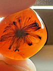 Rare Botanical Flower   Leaves  Fossil Inclusion In Maynmar Burmite Amber