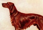 1930s Antique Irish Setter Print F T Daws Irish Setter Wall Art Decor 6179z