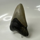 Megalodon Shark Tooth 4 40 Inch - Beautiful - Feeding Damage - Natural 20546