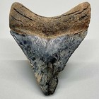 Serrated Very Colorful 2 68  Fossil Megalodon Shark Tooth - Usa