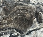 Stunning Osmunda Fossil Fern Petrified Wood Miocene From Trimmelkam Austria