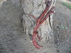 Large Red Manzanita Bird Perch 29   X 16  x 2  