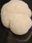Variety Mushroom Liquid Culture Syringe 10ml  Lions Mane  Oysters  Beech  Button