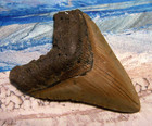 Megalodon Shark Tooth 4 1 8  Sharks Teeth Big Jaw Fossil Real Megladon Serrated