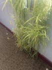 3 Live Spider Plants Variety 3 Cuttings Fresh Cut