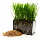 Wheat Seed  Wheatgrass Catgrass  Wheat Juice  Bulk  10lb  15lb  20lb  Or 30lb